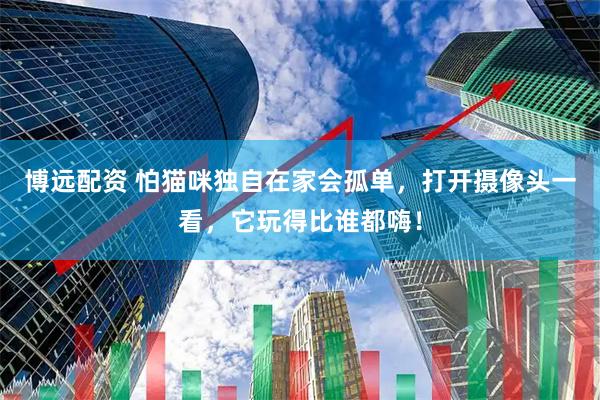 博远配资 怕猫咪独自在家会孤单，打开摄像头一看，它玩得比谁都嗨！